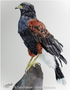 Jaguar - Red-tailed Hawk (574x382), Png Download