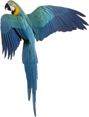 Vetco Treats Exotics - Exotic Bird Png (450x450), Png Download