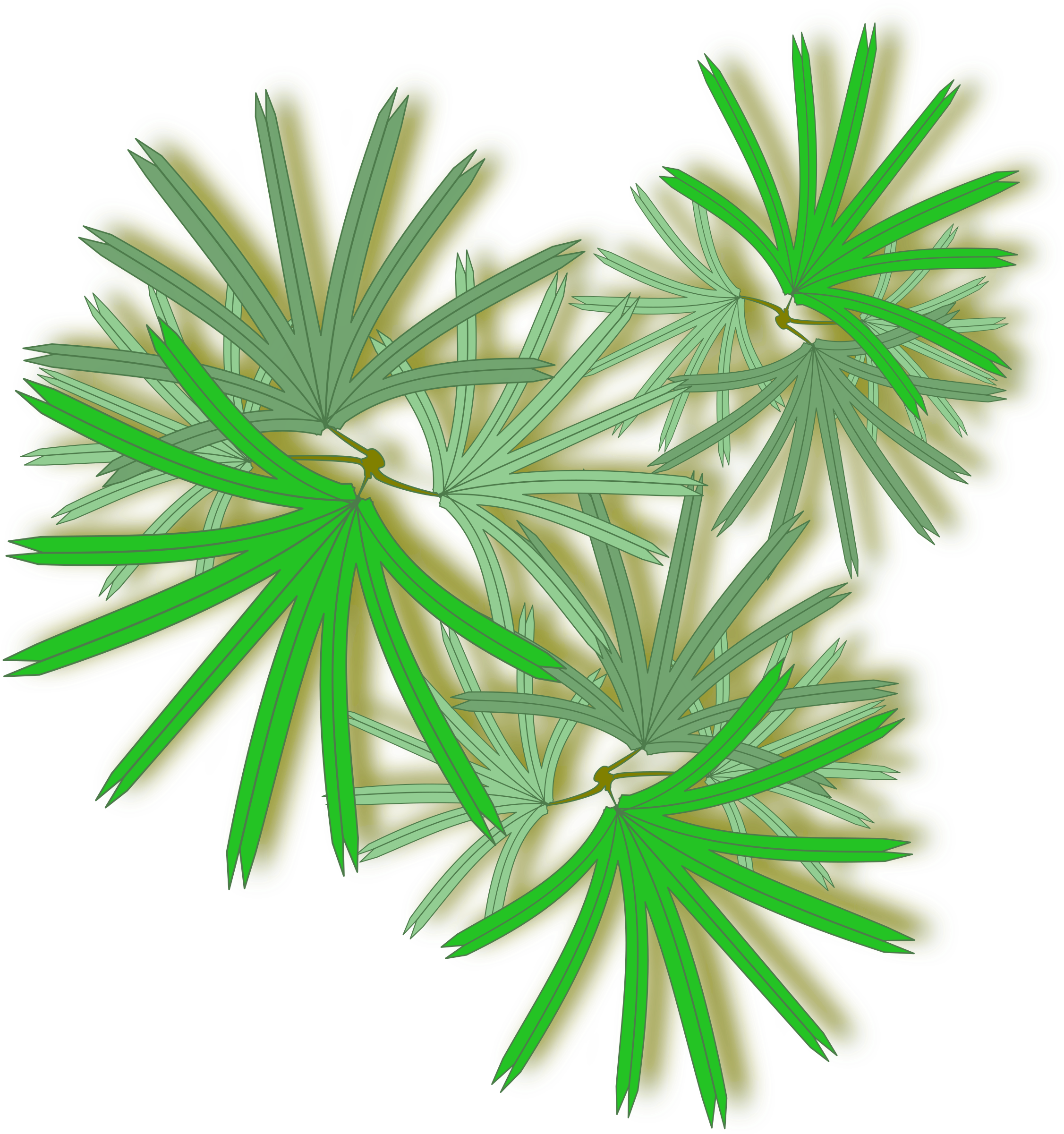Raphis Palm Top View (800x800), Png Download