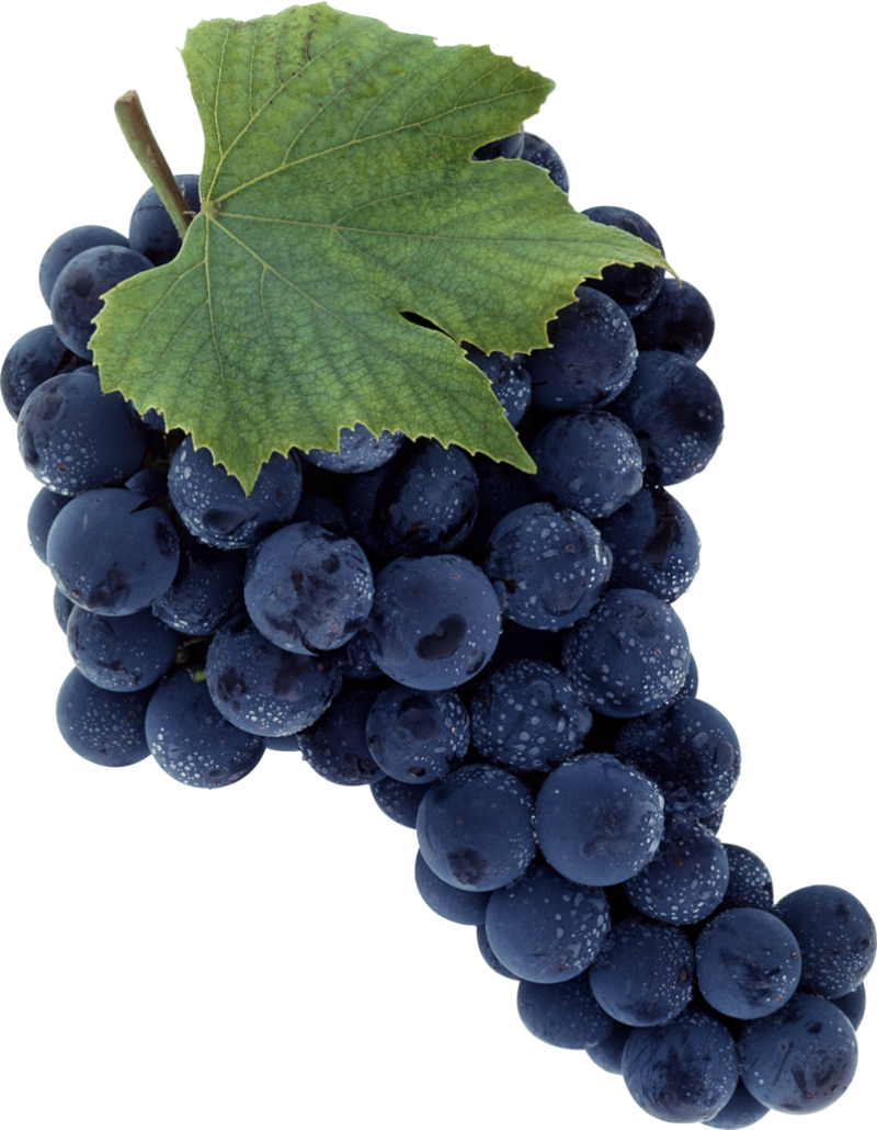 Black Grapes Png Image - Sadlier We Believe, Parish Edition: Jesus Shares God's (796x1024), Png Download