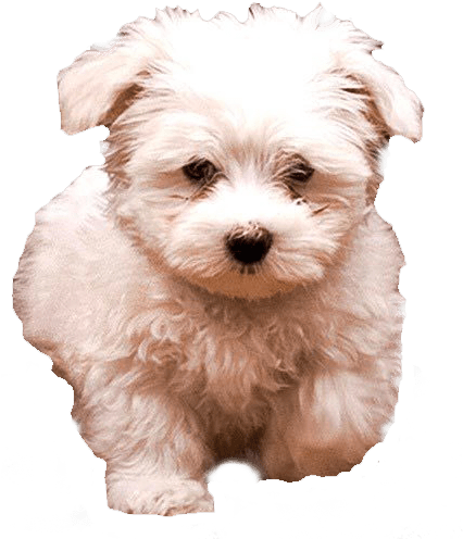 White Fluffy Dog Transparent Image Vector Black And - White Dog Transparent Background (425x522), Png Download