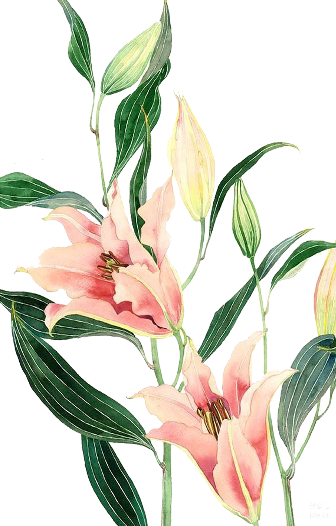 Desktop Wallpaper Watercolor Painting (2362x2362), Png Download