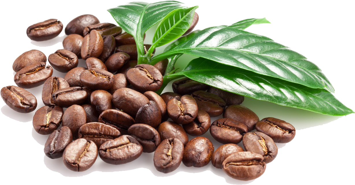 Beans Transparent Images Pluspng - Coffee Bean Leaf Png (1280x696), Png Download