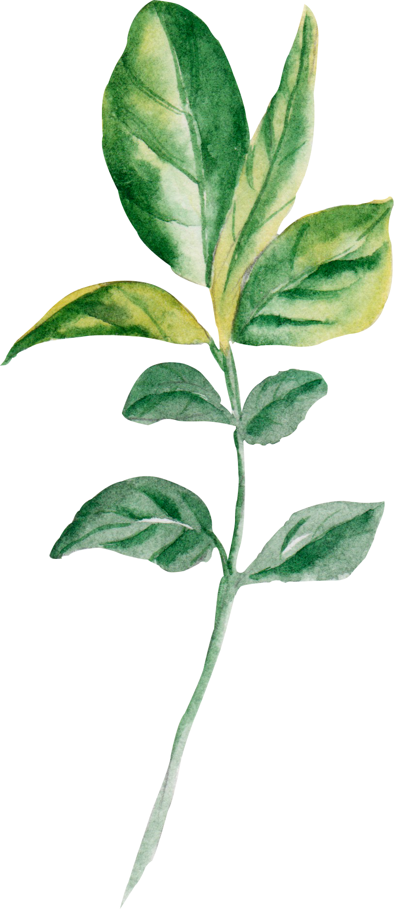 Watercolour - Leaf (808x1862), Png Download