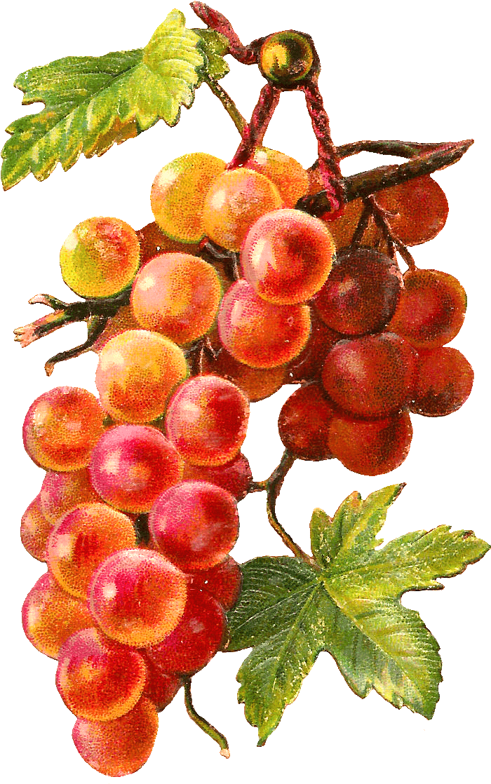 Gold Red Grapes Vine - Watercolor Painting (800x1226), Png Download