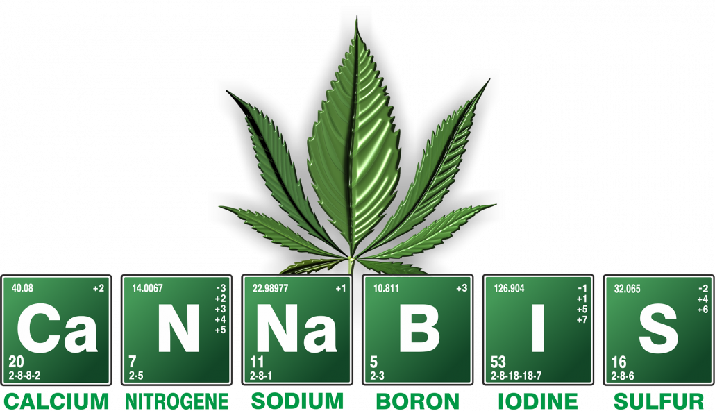 The History Of Cannabis Explained - Cannabis Plant Anatomy Family (1030x592), Png Download