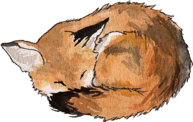 One - Tattoo Sketch Sleeping Fox (500x252), Png Download