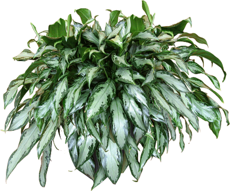 Excellent Jaceydecora Hanging Plant Texturepng With - Transparent Hanging Baskets Png (859x759), Png Download