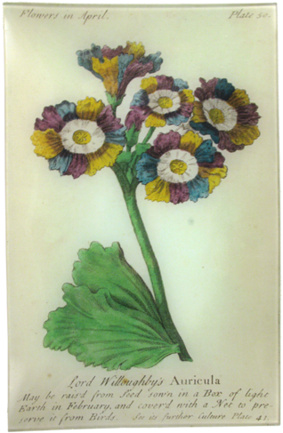Auricula - Art Print: Vision Studio's Non-embellished Vintage (500x500), Png Download