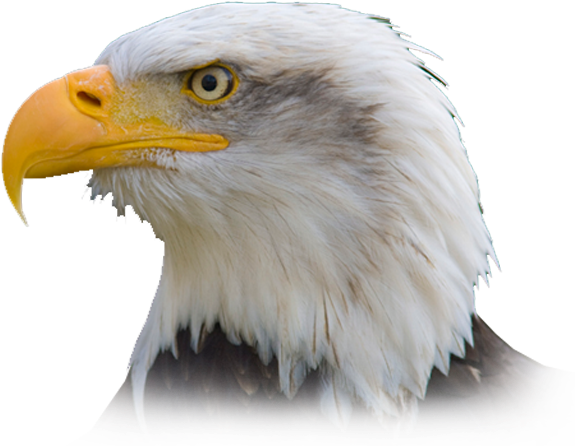 Pc Matic Made In The Usa - United States Eagle Transparent (628x466), Png Download