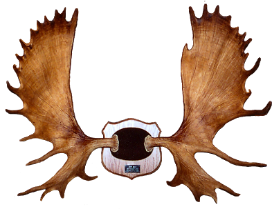 Horns Clipart Moose Antler - Moose Antler Clip Art (400x303), Png Download
