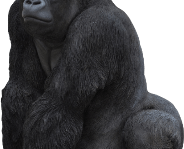 Gorilla Png Transparent Images - Vivid Arts 27.5cm Gorilla Resin Ornament - Xrl-grla-b (640x480), Png Download