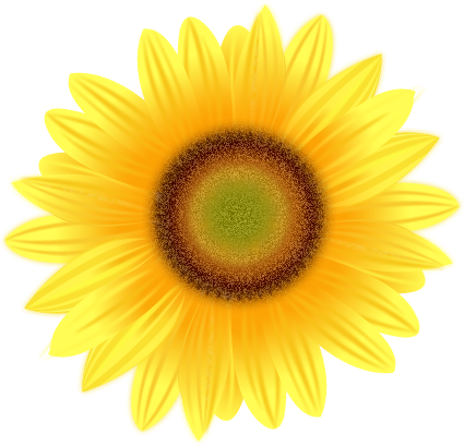 Sunflower Transparent Png Pictures - Yellow Flower White Background (425x409), Png Download