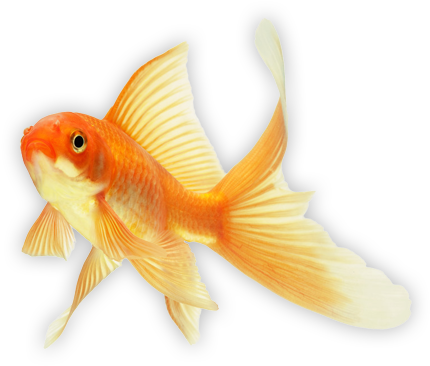 Plug In Digital - Fish Goldfish (460x390), Png Download