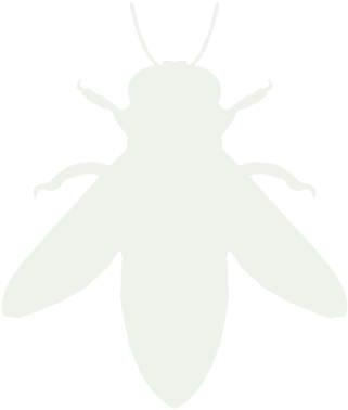 Net-winged Insects (600x600), Png Download