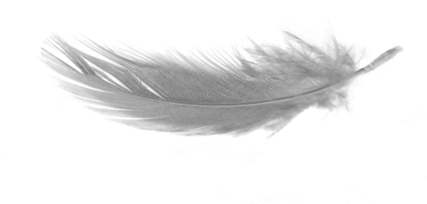 Free Png White Feather Download Png No Background Png - Nobuo Uematsu / Distant Worlds Ii: More Music (850x404), Png Download