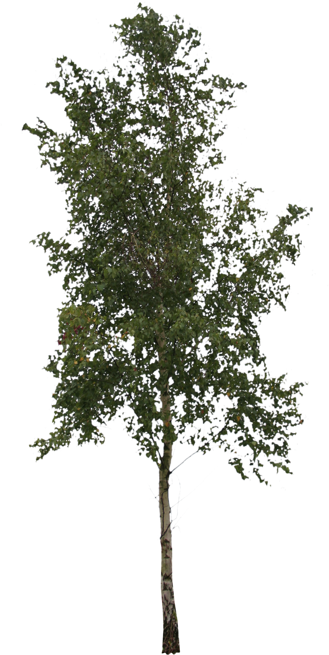 2d Trees (1478x2887), Png Download