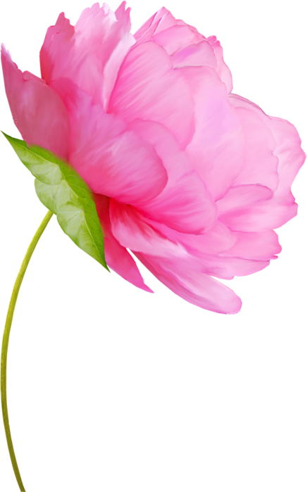 Tubes Fleurs - Сухой Цветок В Пнг (436x699), Png Download