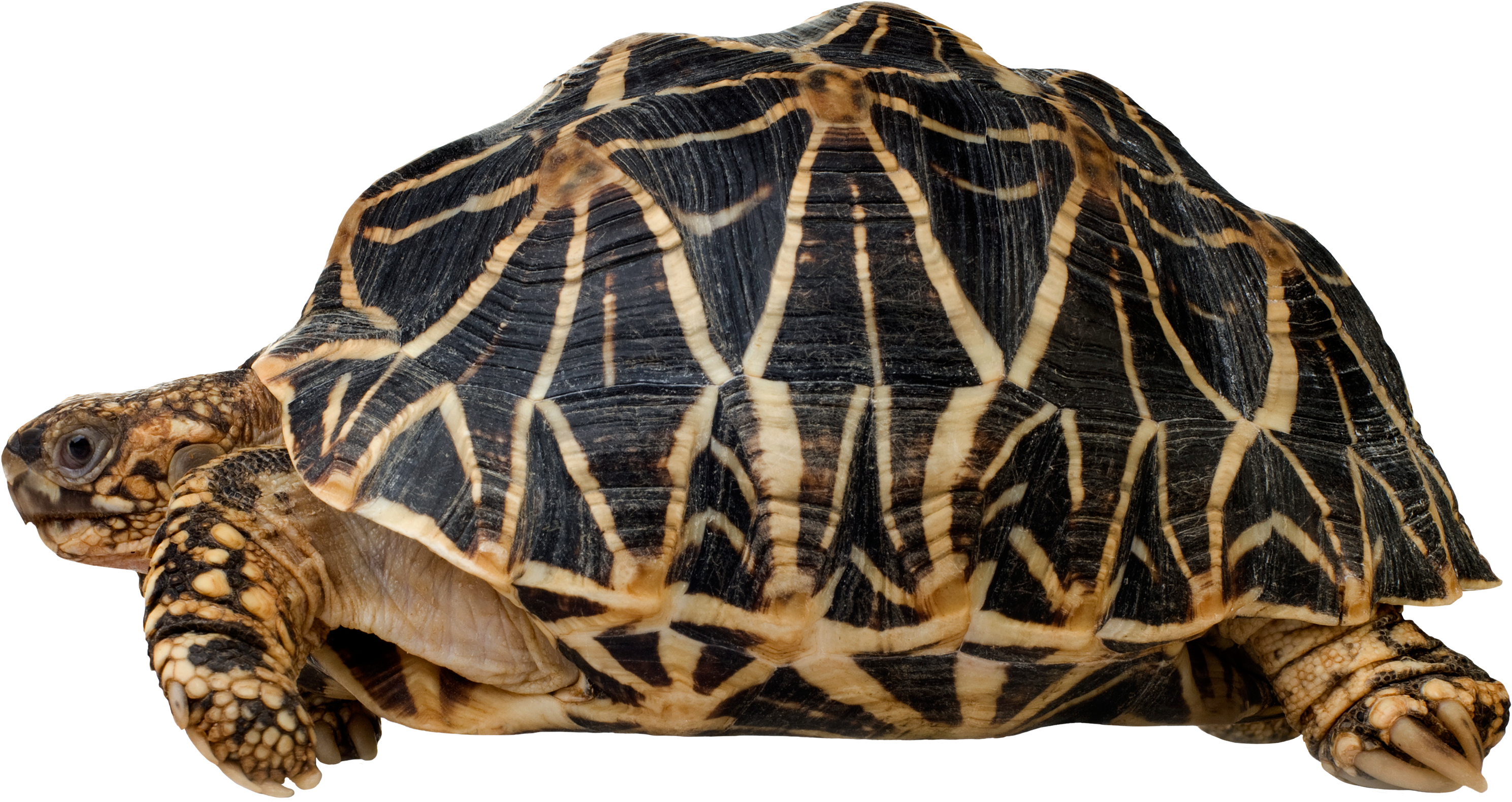 Turtle Png Clip Art - Indian Star Tortoise Art (3000x1604), Png Download