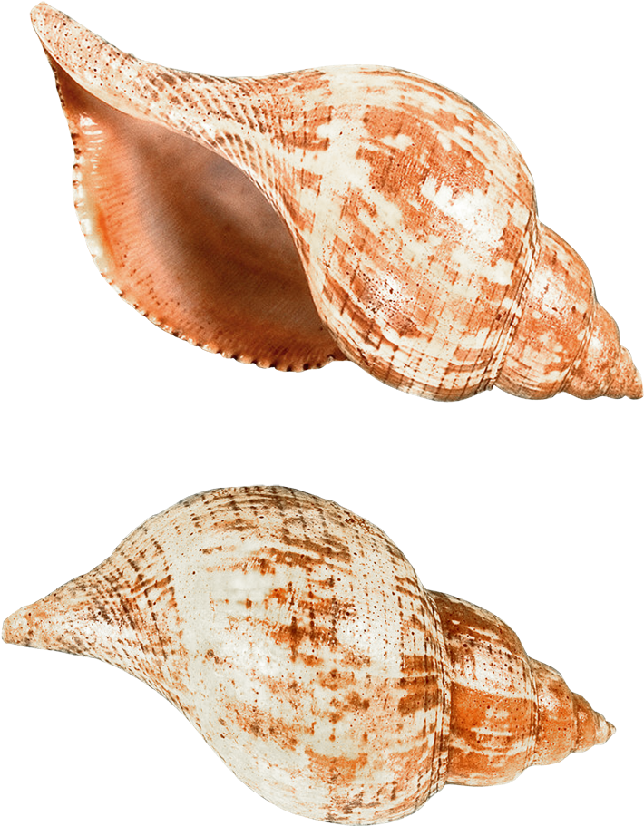 Ракушки Пнг (884x928), Png Download