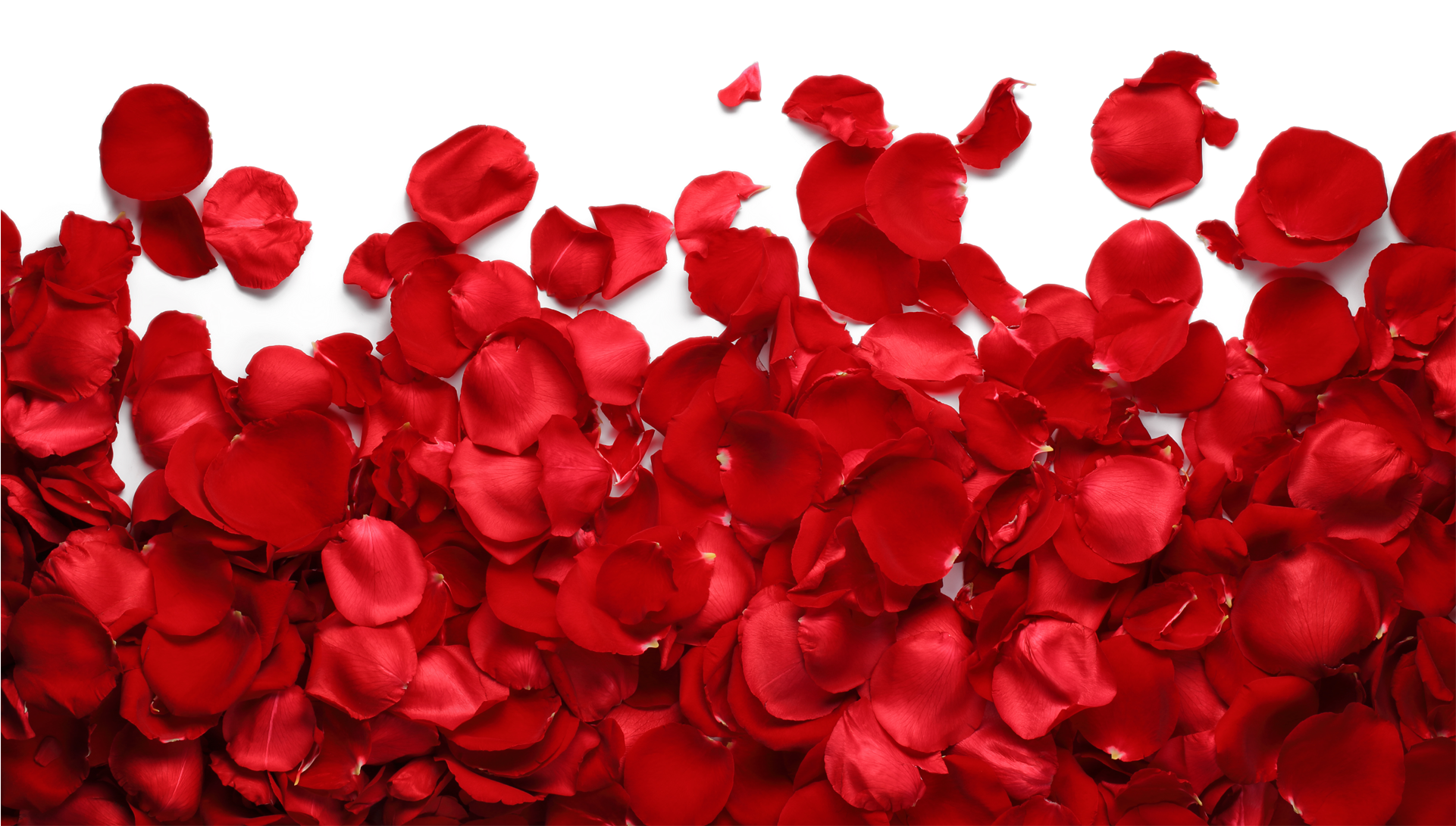 Png Imges Free Download - Roses Petals Png Transparent (1920x1280), Png Download