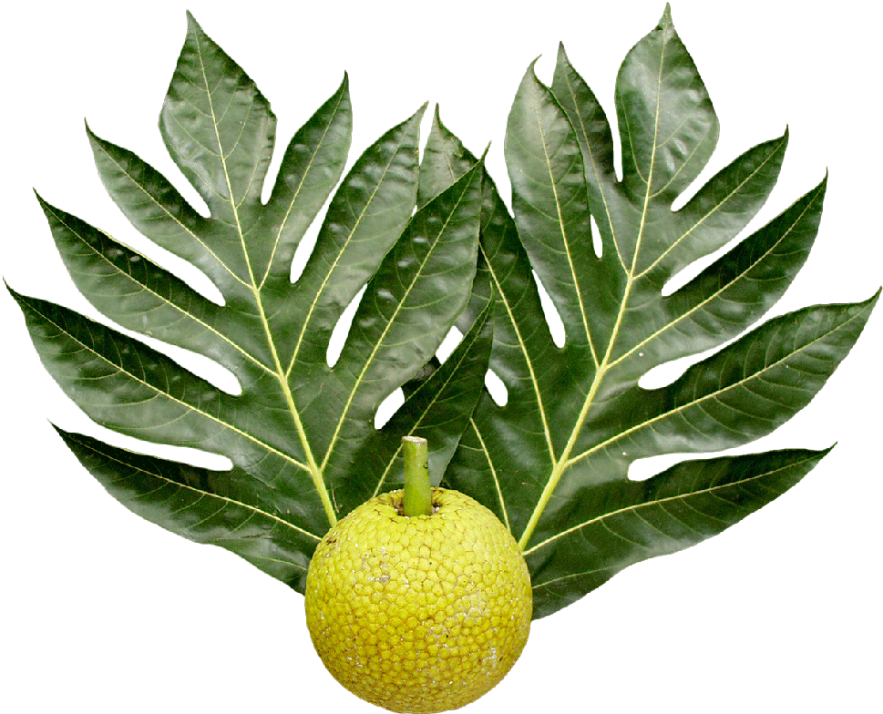 Breadfruit And Leaves Png - Breadfruit Tree Leaf (990x800), Png Download