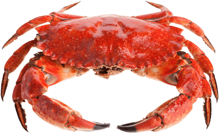 Free Png Crab Png Images Transparent - Crab Png (851x541), Png Download