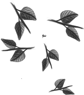 Tree Vector Free, Tree Png Plan, Tree Clipart, Tree - Tree (360x360), Png Download