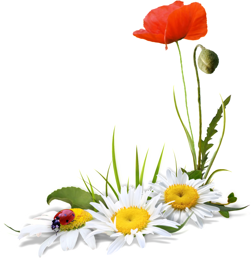 A Transparent Of Flowers And Ladybugs Free - Flores Fundo Transparente (1024x1024), Png Download