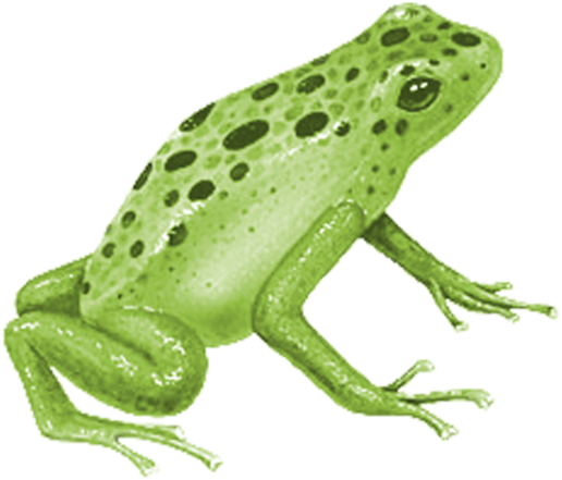 Grenouilles,frogs,tube - Blue Poison Dart Frog (600x506), Png Download