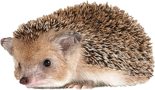 Hedgehog Png - Даурский Еж (752x487), Png Download