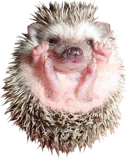 Baby Hedgehog Png (523x536), Png Download