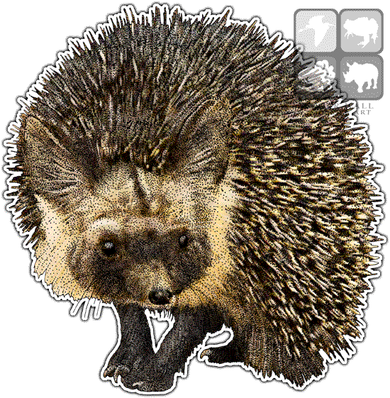 Desert Hedgehog Line Art And Full Color - Desert Hedgehog (550x561), Png Download