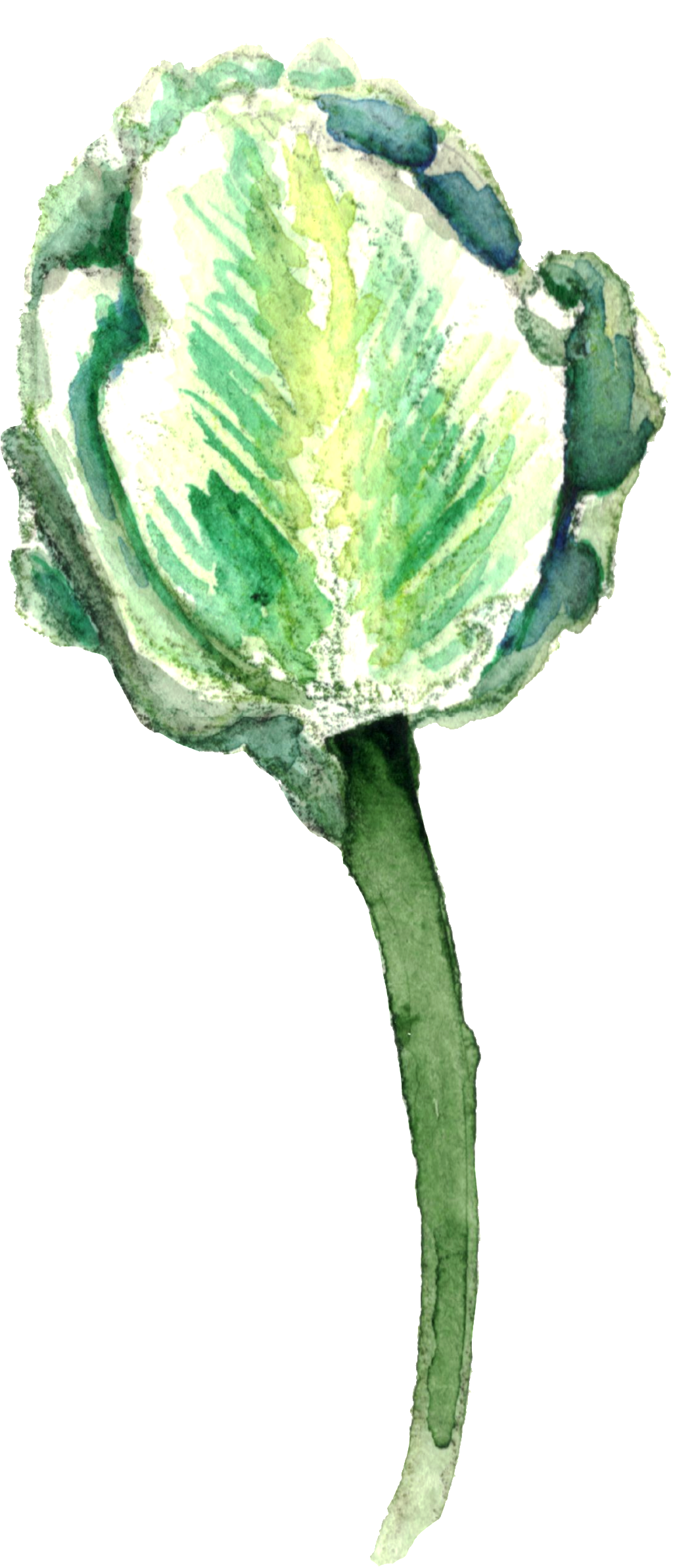 The Transparent Hand-painted Plants - Art (1024x2384), Png Download