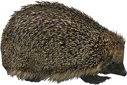 Hedgehog Png - Zt2 Hendrix (600x450), Png Download