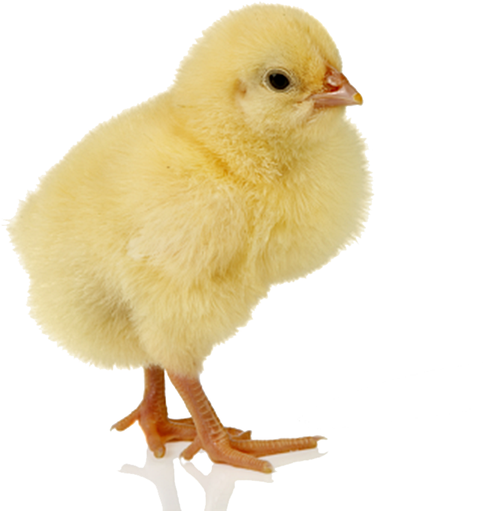 Baby Chicken Png - Pollo Con Fondo Png (755x770), Png Download