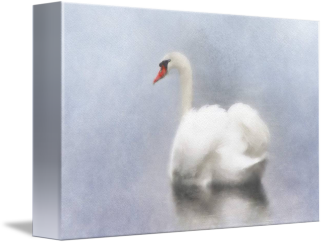 Swan Watercolor - Watercolor Painting (650x489), Png Download