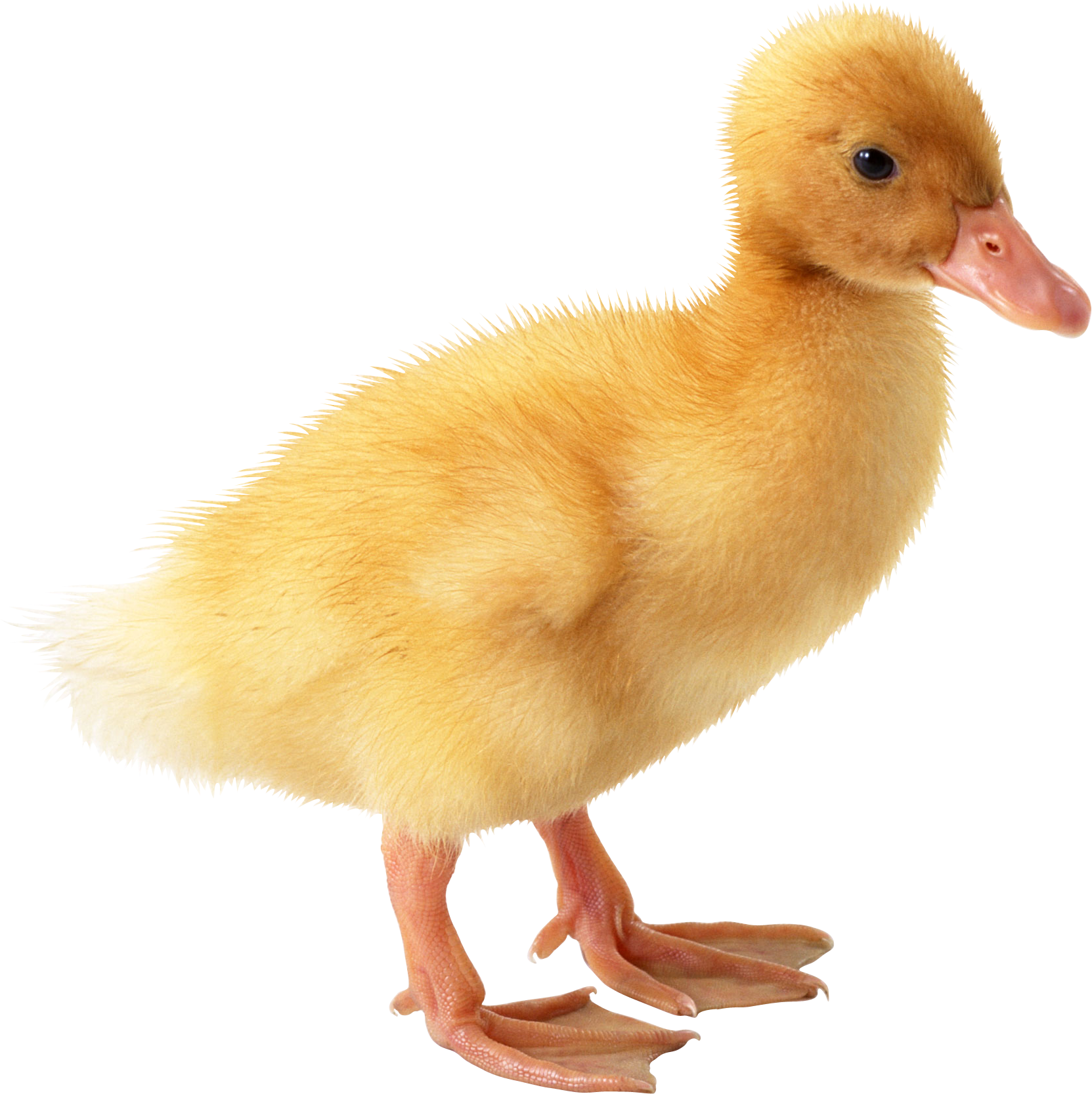 Ducks Png (1663x1667), Png Download