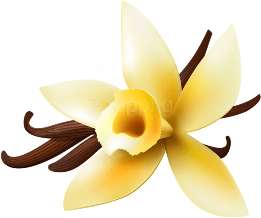 Clip Transparent Download Collection Of Png High Quality - Transparent Background Vanilla Clipart (600x500), Png Download