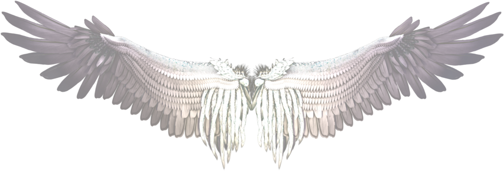 White Wings Png (1024x384), Png Download