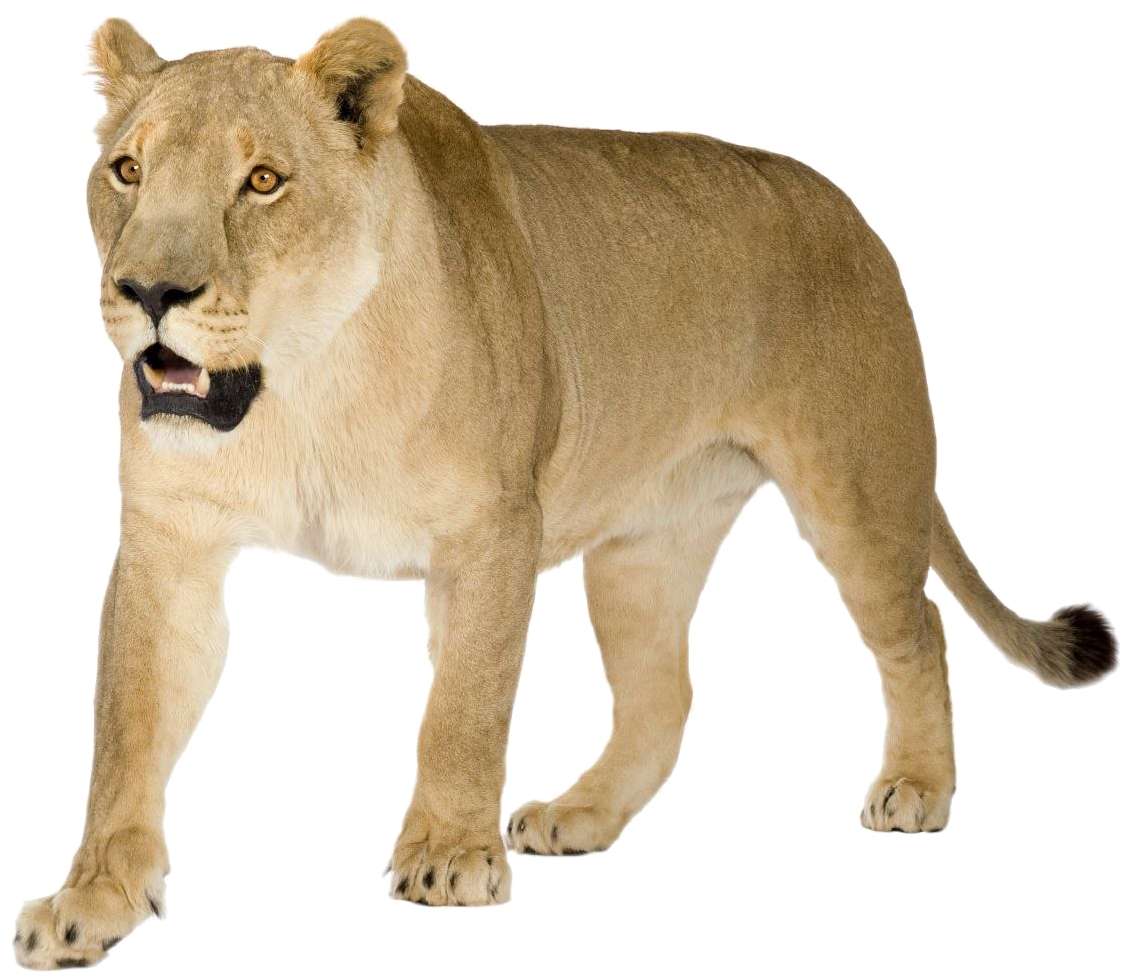 Lioness Png Image - Lioness Png (1499x1281), Png Download