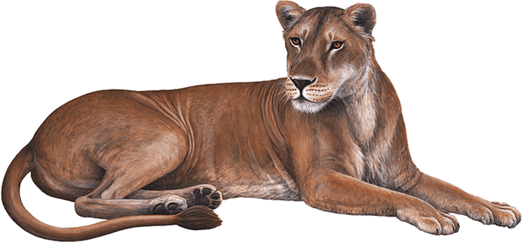 Lioness Download Transparent Png Image - Wandsticker Dschungelwelt Safari Löwin Von Walls (1024x1024), Png Download