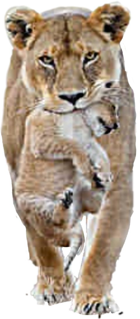 Lion (480x1096), Png Download