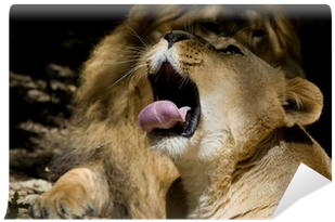 Lion (400x400), Png Download