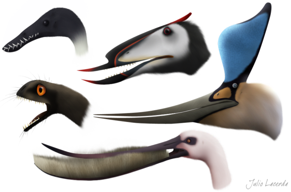 Rhamphorhynchus, Dsungaripterus, Anurognathus, Pterodaustro - Pterosaur Beak (600x395), Png Download