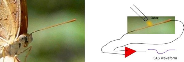 By - Electroantennography (600x204), Png Download