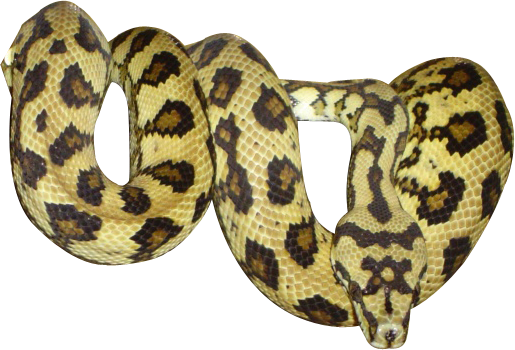 Serpent - Png Serpent (515x350), Png Download