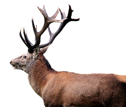 Hirsch Red Deer Antler Isolated Transparen - Deer (401x340), Png Download