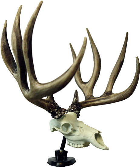 Dash-buck - Reindeer (570x725), Png Download