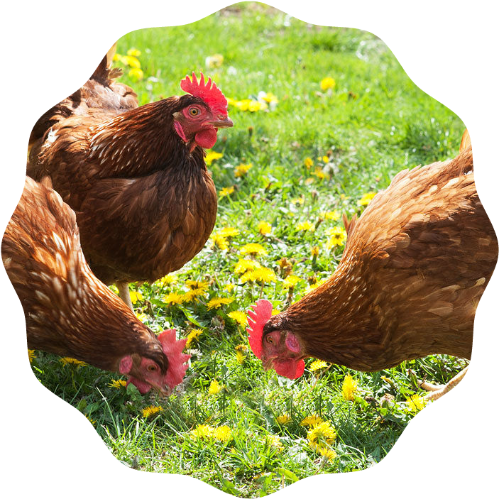 Chickens-0 - Raise Poultry: Producing Fresh Eggs (1280x720), Png Download